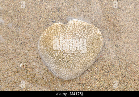 Honey comb corail sur la plage et la mer de l'eau comme le coeur sur le sable Banque D'Images