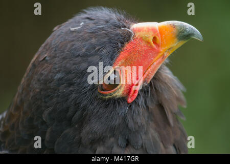 Photo portrait d'un magnifique aigle Bateleur Banque D'Images