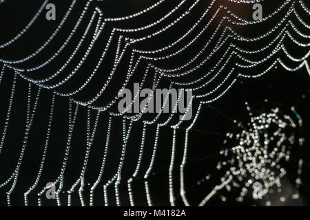 Les gouttelettes d'eau sur spider's web, West Yorkshire, Angleterre, septembre Banque D'Images