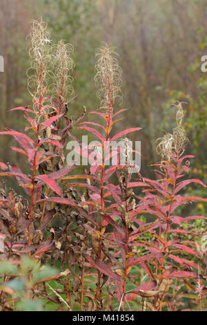 Rosebay Willowherb (Chamaenerion angustifolium) têtes de graine et de feuilles à l'automne la couleur, West Yorkshire, Angleterre, septembre Banque D'Images