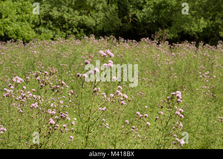 Chardon des champs Cirsium arvense, dans un champ Banque D'Images