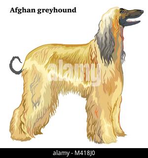 Portrait de l'article profil de Greyhound afghane, vector illustration colorées isolé sur fond blanc Illustration de Vecteur