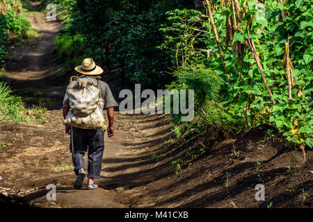 San Miguel Dueñas, Guatemala - 10 octobre 2017 : l'ouvrier agricole de promenades à travers les plantations de café dans la zone de culture du café près de Antigua, Guatemala Banque D'Images