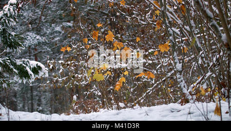 L'hiver arriva, première neige. La neige humide est tombé sur arbres jaunes avec des feuilles jaunes, la neige humide avec croûte de surface, de l'érable jaune sur fond de neige. O Beauté Banque D'Images