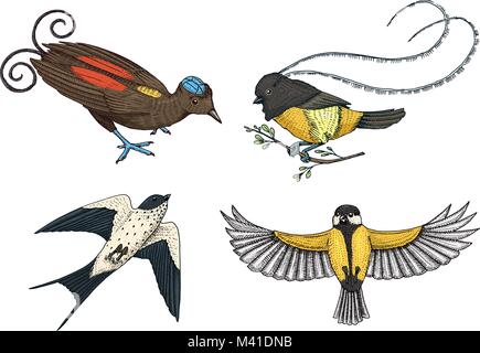 Petits oiseaux de paradis, hirondelle ou merlette et parus ou mésange bicolore. Roi de Saxe en Guinée. Icônes d'animaux exotiques. Utilisez pour mariage, fête. gravés à la main dans de vieux croquis. Illustration de Vecteur