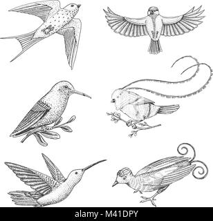 Petits oiseaux de paradis, hirondelle ou merlette et parus ou mésange bicolore, colibri, colibri roux et blanc-necked jacobin. Les animaux exotiques. Utilisez pour mariage, fête. gravés à la main dans de vieux croquis Illustration de Vecteur