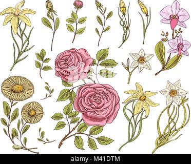 Série fleur, roses avec feuilles et bourgeons, herb camomille médicinale, jonquille et orchid, Lily. Jardin botanique de mariage ou d'une plante. Vector illustration gravée à la main. dans de vieux croquis de l'époque victorienne. Illustration de Vecteur