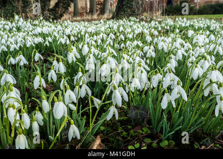 Galanthus est un genre de plantes herbacées vivace bulbeuse de la famille des Amaryllidacées. Banque D'Images