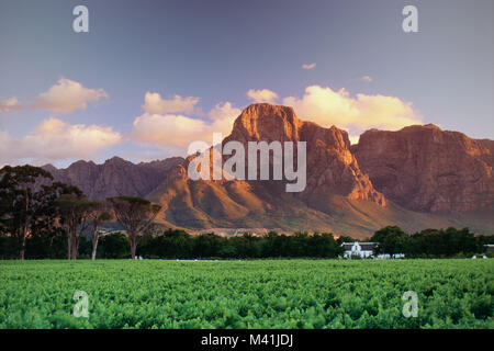 L'Afrique du Sud. Winelands Franschhoek, près de Cape Town. Boschendal Winery. Manor House. De style Cape Dutch. Vignobles de premier plan. Banque D'Images