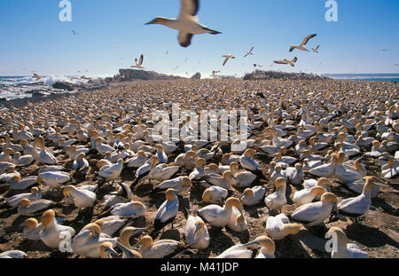 L'Afrique du Sud. Lamberts Bay. Les oiseaux. Cape Colony Ganet (Morus capensisi). Banque D'Images