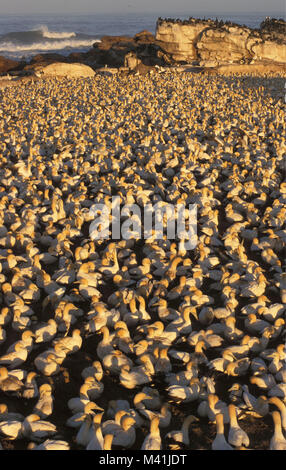 L'Afrique du Sud. Lamberts Bay. Les oiseaux. Cape Colony Ganet (Morus capensisi). Banque D'Images