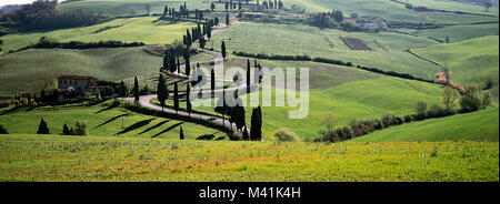 Italie, Toscane, Province de Sienne, paysage avec des crêtes, route sinueuse bordée de cyprès Banque D'Images