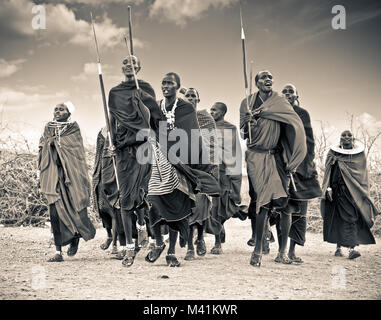 La Tanzanie, l'Afrique - le 9 février 2014 : les guerriers Masaï traditionnels comme les sauts de danse cérémonie culturelle, l'examen de la vie quotidienne de la population locale le 9 février Banque D'Images