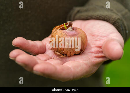 Un homme tenant une ampoule gladiola de germination. Banque D'Images