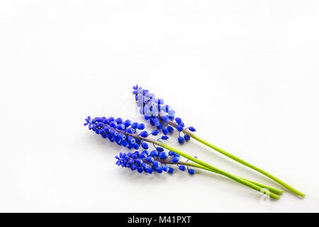 Muscari fleurs sur un fond en bois blanc. Banque D'Images