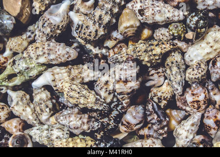 Contexte : De nombreux coquillages de mer méditerranée Banque D'Images