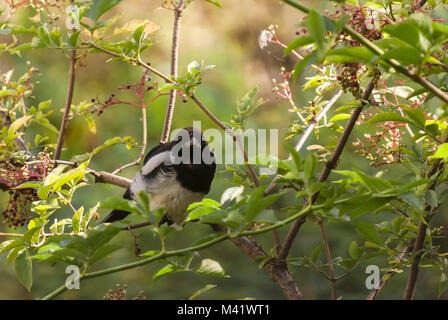 Un solitaire,Magpie Pica pica,assis dans un arbre regardant en direction de l'appareil photo. 15 août 2009 Banque D'Images