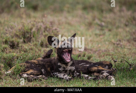 Chien sauvage d'Afrique le bâillement Banque D'Images