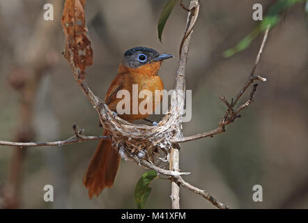 Madagascar-Paradise flycatcher Terpsiphone mutata (singetra) femelle adulte building nest, endémique de Madagascar, Madagascar Analamazaotra Banque D'Images