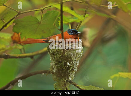 Madagascar-Paradise flycatcher Terpsiphone mutata (mutata) femelle adulte sur son nid, endémique de Madagascar, Madagascar Octobre Analamazaotra Banque D'Images