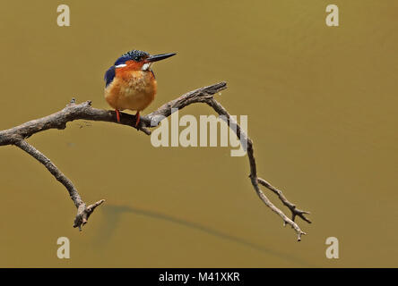 Corythornis vintsioides Madagascar Kingfisher (adultes) perché sur branche, endémique de Madagascar, Madagascar Novembre Analamazaotra Banque D'Images