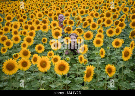 Un jeune homme et femme debout dans un champ de tournesols et smiling Banque D'Images