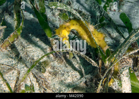 Tortue jaune" (Hippocampus histrix) près de l'île de Panglao, Philippines Banque D'Images