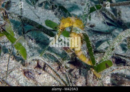 Tortue jaune" (Hippocampus histrix) près de l'île de Panglao, Philippines Banque D'Images