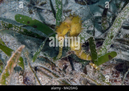 Tortue jaune" (Hippocampus histrix) près de l'île de Panglao, Philippines Banque D'Images