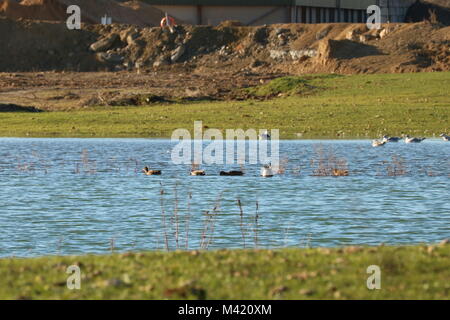 La faune sur un lac de carrière au soleil en hiver Banque D'Images