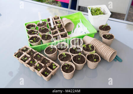 Peu de plantes semées en pots de fleurs pour le jardin Banque D'Images