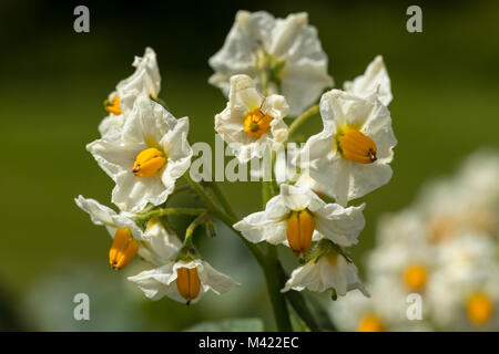 La pomme de terre (Solanum tuberosum) Solanaceae Banque D'Images