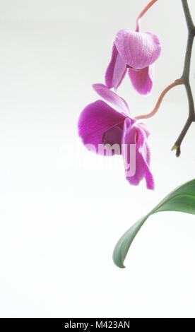 Orchidée lavande isolé sur fond blanc Banque D'Images