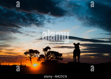 Chien et silhouettes des arbres au lever du soleil au Brésil Banque D'Images