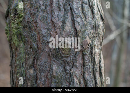 Close up de l'écorce des arbres dans la forêt Banque D'Images