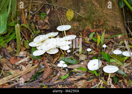 Champignons blancs de plus en plus près de l'arbre dans la jungle des Seychelles Banque D'Images