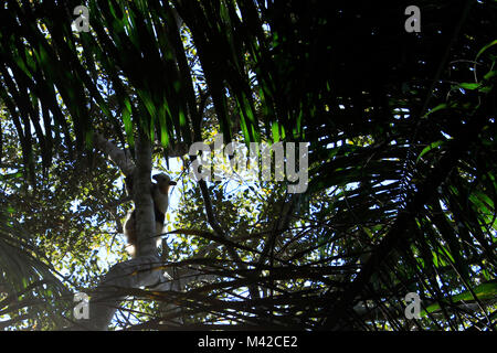 Anteater dans un arbre dans le Pantanal, Brésil Banque D'Images