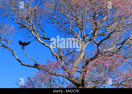 Macaw Jacinthe Rose dans un arbre Ipe, Pantanal, Brésil Banque D'Images