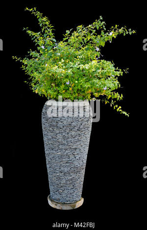 Plante des arbres pour la décoration dans le béton vintage pot isolé sur fond noir. Banque D'Images