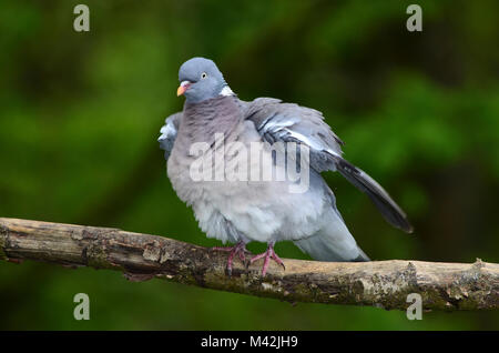 pigeon ramier Banque D'Images