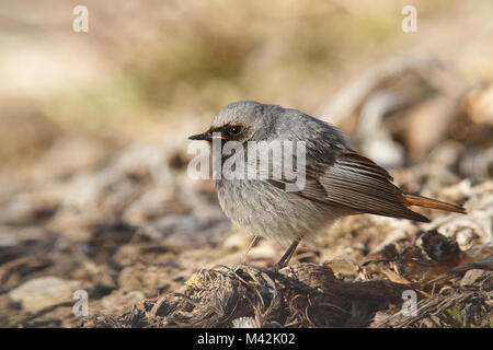 Parc National du Stelvio, Lombardie, Italie. Rougequeue noir. Banque D'Images