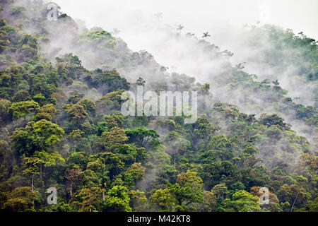 Le Pérou, San Pedro, parc national de Manu. Unesco World Heritage Site. Forêt du nuage. Banque D'Images