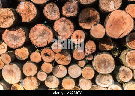 Une image en gros plan d'une pile de grumes coupées dans Launde Woods, Leicestershire, England, UK Banque D'Images