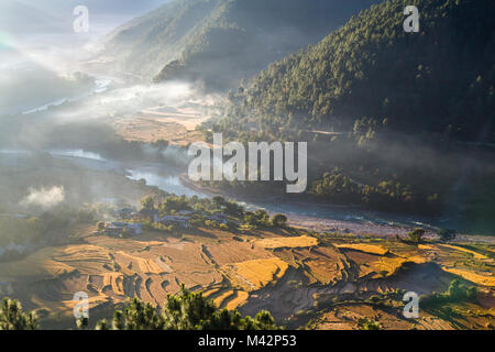 Punakha, Bhoutan. Soleil du matin illumine les champs de riz et la brume du matin dans la vallée de la rivière Mo. Banque D'Images