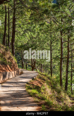 Punakha, Bhoutan. La forêt sempervirente sur colline au-dessus de la vallée de la rivière Mo. Banque D'Images