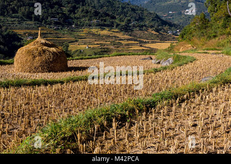 Punakha, Bhoutan. Terrasses de riz après la récolte le long de la vallée de la rivière Mo. Banque D'Images