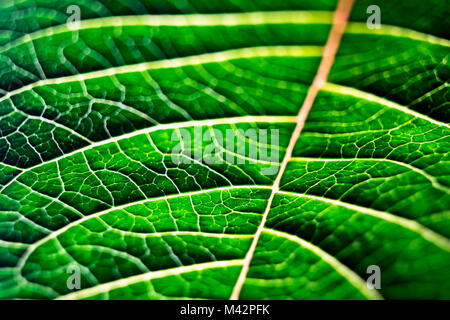 Feuilles de poinsettia Banque D'Images