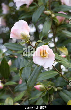 Camellia x williamsii 'fleurs' Hiraethlyn. Banque D'Images