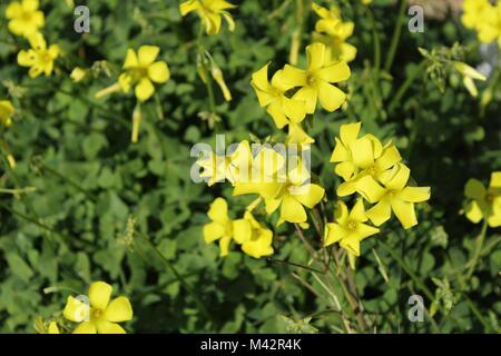 Beau jaune Oxalis pes-caprae des fleurs au printemps Banque D'Images