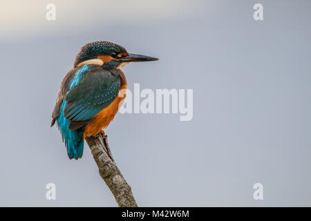 Kingfisher assis sur poster, pêche Banque D'Images